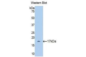 Western Blotting (WB) image for anti-Fetuin B (FETUB) (AA 179-295) antibody (ABIN1175107) (FETUB Antikörper  (AA 179-295))