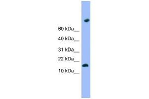 TMEM42 antibody used at 1 ug/ml to detect target protein.