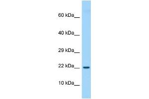 Host: Rabbit Target Name: Etv3l Sample Type: Rat Thymus lysates Antibody Dilution: 1. (ETV3L Antikörper  (Middle Region))