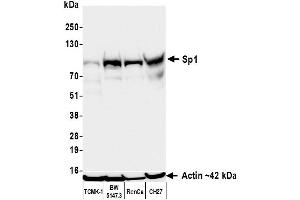 Western Blotting (WB) image for anti-Sp1 Transcription Factor (SP1) (AA 250-300) antibody (ABIN7795788)