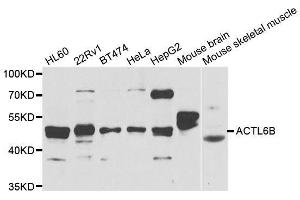 Western blot analysis of extracts of various cell lines, using ACTL6B antibody. (Actin-Like 6B Antikörper  (AA 1-280))