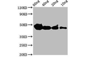Western Blot Positive WB detected in Recombinant protein All lanes: cyp1a antibody at 4 μg/mL Secondary Goat polyclonal to rabbit IgG at 1/50000 dilution Predicted band size: 39 kDa Observed band size: 47 kDa (CYP27B1 Antikörper  (AA 1-75))
