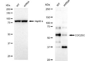 Western blotting analysis using CDC25C antibody (ABIN7798006). (Rekombinanter CDC25C Antikörper)