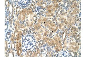 NR2F2 antibody was used for immunohistochemistry at a concentration of 4-8 ug/ml. (NR2F2 Antikörper  (N-Term))