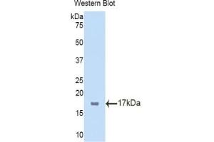Detection of Recombinant TBX3, Mouse using Polyclonal Antibody to T-Box Protein 3 (TBX3) (TBX3 Antikörper  (AA 107-220))