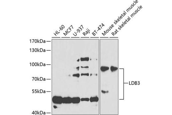 LIM Domain Binding 3 Protein antibody  (AA 1-283)