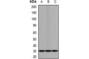 Western blot analysis of KLK10 expression in mouse brain (A), mouse heart (B), rat liver (C) whole cell lysates. (Kallikrein 10 Antikörper)