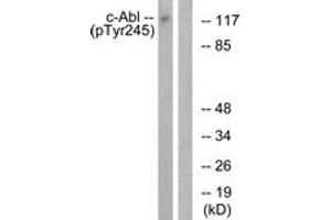 Western blot analysis of extracts from K562 cells treated with Insulin 0. (ABL1 Antikörper  (pTyr245))