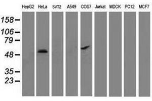 Image no. 2 for anti-Tumor Protein P53 (TP53) antibody (ABIN1499971) (p53 Antikörper)