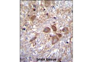 SPECC1 Antibody immunohistochemistry analysis in formalin fixed and paraffin embedded human brain tissue followed by peroxidase conjugation of the secondary antibody and DAB staining. (NSP5 Antikörper  (AA 705-733))