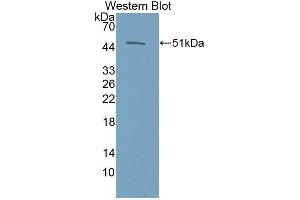 Western Blotting (WB) image for anti-Erythropoietin (EPO) antibody (Biotin) (ABIN1172018) (EPO Antikörper  (Biotin))