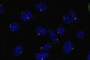 Immunofluorescence (IF) image for anti-Tubulin, gamma 1 (TUBG1) (AA 434-449), (C-Term) antibody (ABIN238522)