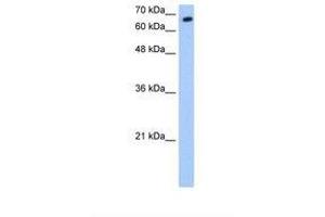 Image no. 1 for anti-Synovial Apoptosis Inhibitor 1, Synoviolin (SYVN1) (AA 501-550) antibody (ABIN6738074) (SYVN1 Antikörper  (AA 501-550))