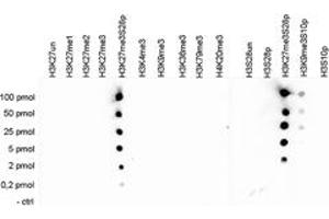 Cross reactivity test using the Histone H3 (K27me3)(phospho S28) antibody.