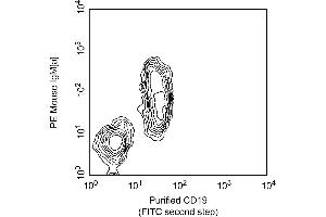 Two-color analysis of the expression of CD19 on mouse spleen B cells. (CD19 Antikörper)