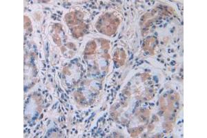 IHC-P analysis of Human Stomach Tissue, with DAB staining. (IL12A Antikörper  (AA 23-219))
