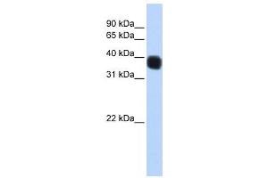 Western Blotting (WB) image for anti-Single Stranded DNA Binding Protein 3 (SSBP3) antibody (ABIN2459884)