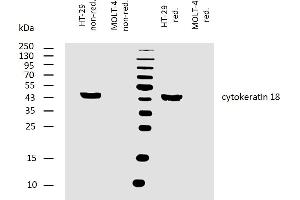 Western blotting analysis of human cytokeratin 18 using mouse monoclonal antibody DA-7 on lysates of HT-29 cell line and MOLT-4 cell line (cytokeratin non-expressing cell line, negative control) under non-reducing and reducing conditions. (Cytokeratin 18 Antikörper)