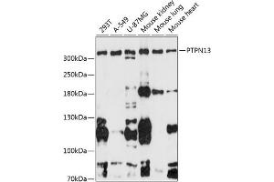 Western blot analysis of extracts of various cell lines, using PTPN13 antibody (ABIN6132534, ABIN6146442, ABIN6146443 and ABIN6216830) at 1:3000 dilution. (PTPN13 Antikörper  (AA 250-500))