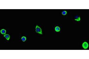Immunofluorescent analysis of MCF-7 cells using ABIN7163908 at dilution of 1:100 and Alexa Fluor 488-congugated AffiniPure Goat Anti-Rabbit IgG(H+L) (Pgap2 Antikörper  (AA 45-114))