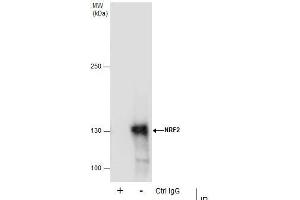 Immunoprecipitation (IP) image for anti-Nuclear Factor (erythroid-Derived 2)-Like 2 (NFE2L2) (Internal Region) antibody (ABIN2855612)