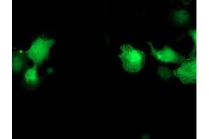 Anti-PNMT mouse monoclonal antibody (ABIN2454516) immunofluorescent staining of COS7 cells transiently transfected by pCMV6-ENTRY PNMT (RC206586). (PNMT Antikörper)
