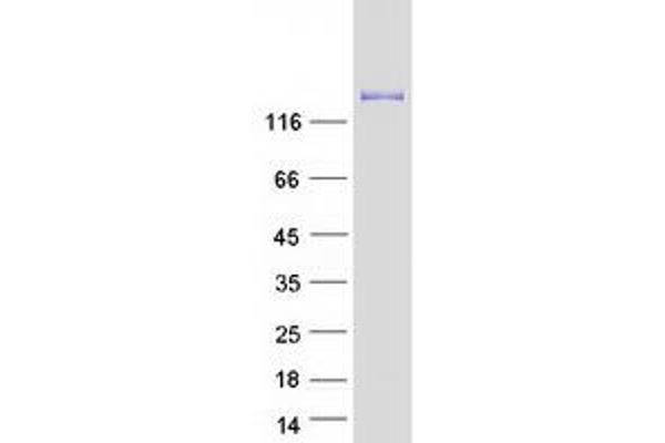 GEMIN5 Protein (Myc-DYKDDDDK Tag)