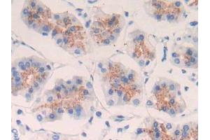 DAB staining on IHC-P; Samples: Human Stomach Tissue (EGF Antikörper  (AA 971-1023))