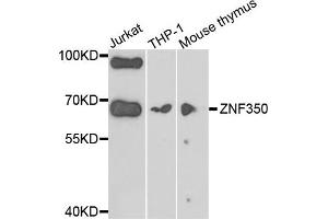 Western blot analysis of extracts of various cells, using ZNF350 antibody. (ZNF350 Antikörper)