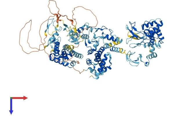 RNF31 Protein (AA 1-1066) (His tag)