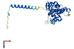 RPL7L1 Protein (AA 1-246) (His tag)