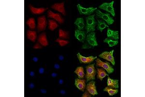 ABIN6260031 and ABIN6273193 staining Hela cells by IF/ICC. (ARHGDIB Antikörper  (N-Term))