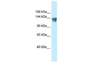 Western Blot showing XPO5 antibody used at a concentration of 1.