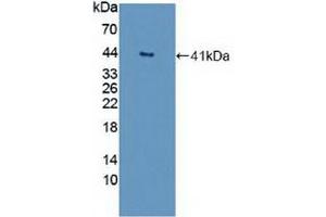 Detection of Recombinant GNb2, Human using Polyclonal Antibody to G Protein Beta 2 (GNb2) (GNB2 Antikörper  (AA 2-340))