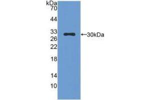 Western blot analysis of recombinant Mouse CMA1. (CMA1 Antikörper  (AA 9-247))