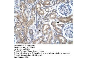 Human kidney (DP2 Antikörper  (N-Term))