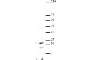 Histone H2A/H4 phospho Ser1 pAb tested by Western blot. (Histone H2A, H4 (pSer1) Antikörper)