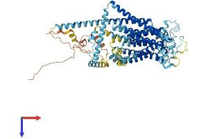 Tmc4 Protein (AA 1-712) (His tag)