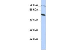 Western Blotting (WB) image for anti-Zinc Finger Protein 641 (ZNF641) antibody (ABIN2458449)