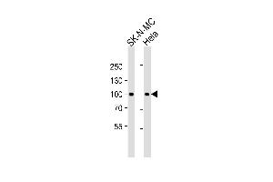 Western blot analysis of lysates from SK-N-MC,Hela cell line (from left to right),using STAT3 Antibody (Ab-705)(ABIN483626 and ABIN1533010). (STAT3 Antikörper)
