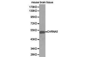 Western Blotting (WB) image for anti-Cholinergic Receptor, Nicotinic, alpha 5 (Neuronal) (CHRNA5) antibody (ABIN1871854)