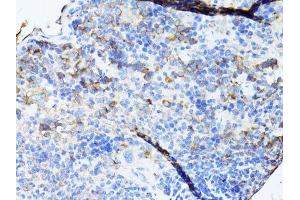 Immunohistochemistry of paraffin-embedded mouse spleen using TEFM antibody. (TEFM Antikörper  (AA 36-210))
