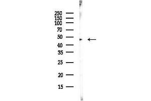 Western blot analysis of lysates from PC12 cells(LPS, 4h treatment), using ETS1 Antibody at 1/1000 dilution.