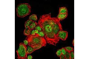 Immunofluorescence analysis of Eca109 cells using CDK1 mouse mAb (green). (CDK1 Antikörper)