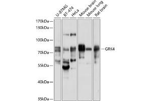 Western blot analysis of extracts of various cell lines, using GRK4 antibody (ABIN6130403, ABIN6141415, ABIN6141416 and ABIN6214602) at 1:1000 dilution. (GRK4 Antikörper  (AA 359-578))
