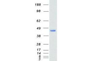 Western Blotting (WB) image for Nuclear Factor (Erythroid-Derived 2), 45kDa (NFE2) protein (Myc-DYKDDDDK Tag) (ABIN2727217)