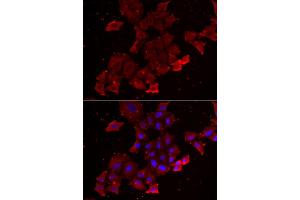 Immunofluorescence analysis of A549 cells using LGALS3BP antibody (ABIN5974167). (LGALS3BP Antikörper)