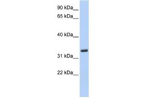 WB Suggested Anti-MS4A4A Antibody Titration: 0.