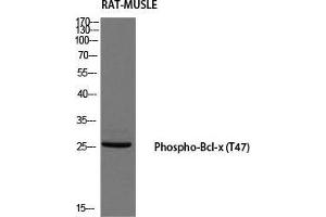 Western Blot (WB) analysis of Rat Muscle using Phospho-Bcl-x (T47) antibody. (BCL2L1 Antikörper  (pThr47))