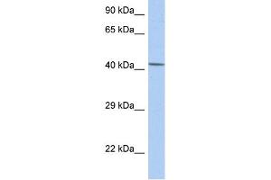 WB Suggested Anti-NR5A1 Antibody Titration:  0. (NR5A1 Antikörper  (Middle Region))